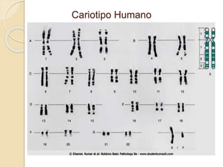 Cariotipo Humano
 
