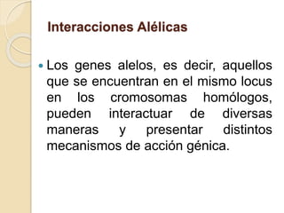 Interacciones Alélicas
 Los genes alelos, es decir, aquellos
que se encuentran en el mismo locus
en los cromosomas homólogos,
pueden interactuar de diversas
maneras y presentar distintos
mecanismos de acción génica.
 