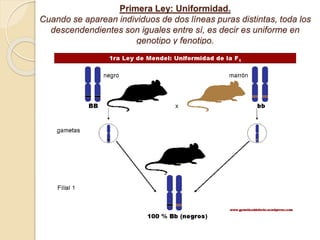 Primera Ley: Uniformidad.
Cuando se aparean individuos de dos líneas puras distintas, toda los
descendendientes son iguales entre sí, es decir es uniforme en
genotipo y fenotipo.
 