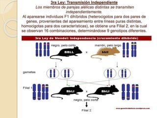 3ra Ley: Transmisión Independiente
Los miembros de parejas alélicas distintas se transmiten
independientemente.
Al aparearse individuos F1 dihíbridos (heterocigotos para dos pares de
genes, provenientes del apareamiento entre líneas puras distintas,
homocigotas para dos características), se obtiene una Filial 2, en la cual
se observan 16 combinaciones, determinándose 9 genotipos diferentes.
 