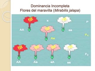 Dominancia Incompleta
Flores del maravilla (Mirabilis jalapa)
 