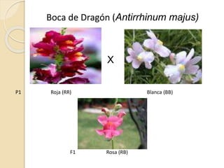 P1 Roja (RR) Blanca (BB)
F1 Rosa (RB)
Boca de Dragón (Antirrhinum majus)
X
 