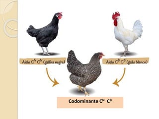 Codominante CN CB
 