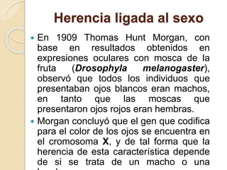 Herencia ligada al sexo
 En 1909 Thomas Hunt Morgan, con
base en resultados obtenidos en
expresiones oculares con mosca de la
fruta (Drosophyla melanogaster),
observó que todos los individuos que
presentaban ojos blancos eran machos,
en tanto que las moscas que
presentaron ojos rojos eran hembras.
 Morgan concluyó que el gen que codifica
para el color de los ojos se encuentra en
el cromosoma X, y de tal forma que la
herencia de esta característica depende
de si se trata de un macho o una
 