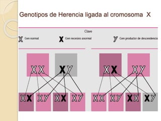 Genotipos de Herencia ligada al cromosoma X
 