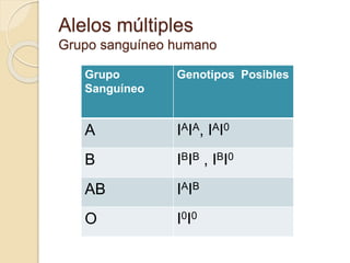 Alelos múltiples
Grupo sanguíneo humano
Grupo
Sanguíneo
Genotipos Posibles
A IAIA, IAI0
B IBIB , IBI0
AB IAIB
O I0I0
 