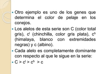  Otro ejemplo es uno de los genes que
determina el color de pelaje en los
conejos.
 Los alelos de esta serie son C (color total
gris), cl (chinchilla, color gris plata), ch
(himalaya, blanco con extremidades
negras) y c (albino).
 Cada alelo es completamente dominante
con respecto al que le sigue en la serie:
 C > cl > ch > c
 