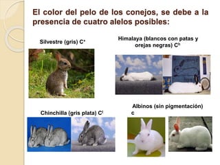 El color del pelo de los conejos, se debe a la
presencia de cuatro alelos posibles:
Chinchilla (gris plata) Cl
Silvestre (gris) C+ Himalaya (blancos con patas y
orejas negras) Ch
Albinos (sin pigmentación)
c
 