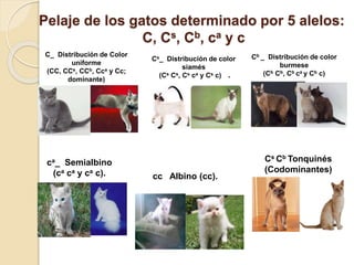 Pelaje de los gatos determinado por 5 alelos:
C, Cs, Cb, ca y c
C_ Distribución de Color
uniforme
(CC, CCs, CCb, Cca y Cc;
dominante)
Cs_ Distribución de color
siamés
(Cs Cs, Cs ca y Cs c) .
Cb _ Distribución de color
burmese
(Cb Cb, Cb ca y Cb c)
ca_ Semialbino
(ca ca y ca c). cc Albino (cc).
Cs Cb Tonquinés
(Codominantes)
 