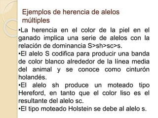 Ejemplos de herencia de alelos
múltiples
•La herencia en el color de la piel en el
ganado implica una serie de alelos con la
relación de dominancia S>sh>sc>s.
•El alelo S codifica para producir una banda
de color blanco alrededor de la línea media
del animal y se conoce como cinturón
holandés.
•El alelo sh produce un moteado tipo
Hereford, en tanto que el color liso es el
resultante del alelo sc.
•El tipo moteado Holstein se debe al alelo s.
 
