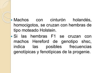  Machos con cinturón holandés,
homocigotos, se cruzan con hembras de
tipo moteado Holstein.
 Si las hembras F1 se cruzan con
machos Hereford de genotipo shsc,
indica las posibles frecuencias
genotípicas y fenotípicas de la progenie.
 