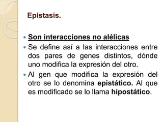 Epistasis.
 Son interacciones no alélicas
 Se define así a las interacciones entre
dos pares de genes distintos, dónde
uno modifica la expresión del otro.
 Al gen que modifica la expresión del
otro se lo denomina epistático. Al que
es modificado se lo llama hipostático.
 