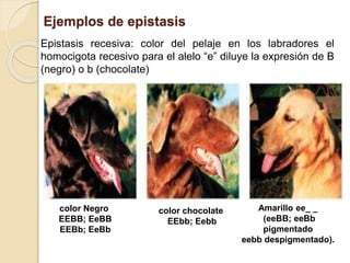 Ejemplos de epistasis
Epistasis recesiva: color del pelaje en los labradores el
homocigota recesivo para el alelo “e” diluye la expresión de B
(negro) o b (chocolate)
Amarillo ee_ _
(eeBB; eeBb
pigmentado
eebb despigmentado).
color Negro
EEBB; EeBB
EEBb; EeBb
color chocolate
EEbb; Eebb
 