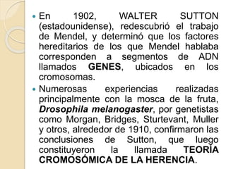  En 1902, WALTER SUTTON
(estadounidense), redescubrió el trabajo
de Mendel, y determinó que los factores
hereditarios de los que Mendel hablaba
corresponden a segmentos de ADN
llamados GENES, ubicados en los
cromosomas.
 Numerosas experiencias realizadas
principalmente con la mosca de la fruta,
Drosophila melanogaster, por genetistas
como Morgan, Bridges, Sturtevant, Muller
y otros, alrededor de 1910, confirmaron las
conclusiones de Sutton, que luego
constituyeron la llamada TEORÍA
CROMOSÓMICA DE LA HERENCIA.
 