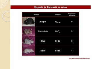 Genetica x nivel 2016 