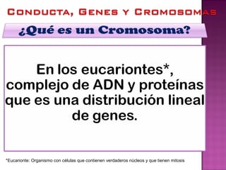 *Eucarionte: Organismo con células que contienen verdaderos núcleos y que tienen mitosis
 