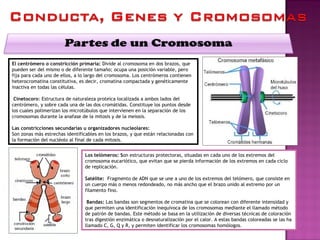 El centrómero o constricción primaria: Divide al cromosoma en dos brazos, que
pueden ser del mismo o de diferente tamaño; ocupa una posición variable, pero
fija para cada uno de ellos, a lo largo del cromosoma. Los centrómeros contienen
heterocromatina constitutiva, es decir, cromatina compactada y genéticamente
inactiva en todas las células.
Cinetocoro: Estructura de naturaleza proteica localizada a ambos lados del
centrómero, y sobre cada una de las dos cromátidas. Constituye los puntos desde
los cuales polimerizan los microtúbulos que intervienen en la separación de los
cromosomas durante la anafase de la mitosis y de la meiosis.
Las constricciones secundarias u organizadores nucleolares:
Son zonas más estrechas identificables en los brazos, y que están relacionadas con
la formación del nucléolo al final de cada mitosis.
Los telómeros: Son estructuras protectoras, situadas en cada uno de los extremos del
cromosoma eucariótico, que evitan que se pierda información de los extremos en cada ciclo
de replicación.
Satélite:  Fragmento de ADN que se une a uno de los extremos del telómero, que consiste en
un cuerpo más o menos redondeado, no más ancho que el brazo unido al extremo por un
filamento fino.
Bandas: Las bandas son segmentos de cromatina que se colorean con diferente intensidad y
que permiten una identificación inequívoca de los cromosomas mediante el llamado método
de patrón de bandas. Este método se basa en la utilización de diversas técnicas de coloración
tras digestión enzimática o desnaturalización por el calor. A estas bandas coloreadas se las ha
llamado C, G, Q y R, y permiten identificar los cromosomas homólogos.
 