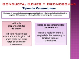Índice de
proporcionalidad
de brazos
Indica la relación que
existe entre la longitud del
brazo corto y el brazo
largo de un mismo
cromosoma.
Índice de
proporcionalidad
de brazos
Indica la relación que
existe entre la longitud del
brazo corto y el brazo
largo de un mismo
cromosoma.
Índice de proporcionalidad
centromérica
Indica la relación entre la
longitud del brazo corto y la
longitud total del
cromosoma.
Índice de proporcionalidad
centromérica
Indica la relación entre la
longitud del brazo corto y la
longitud total del
cromosoma.
 