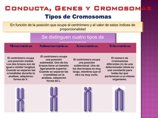 En función de la posición que ocupe el centrómero y el valor de estos índices de
proporcionalidad
En función de la posición que ocupe el centrómero y el valor de estos índices de
proporcionalidad
Se distinguen cuatro tipos de
cromosomas
Se distinguen cuatro tipos de
cromosomas
Metacéntricos Submetacéntricos Acrocéntricos Telocéntricos
El centrómero ocupa
una posición medial.
Los dos brazos son de
igual o similar longitud.
Cuando se separan las
cromátidas durante la
anafase, adquieren
forma de V.
El centrómero ocupa
una posición
submedial. Uno de los
brazos tiene un tamaño
ligeramente superior.
Cuando se separan las
cromátidas en la
anafase, adquieren
forma de L.
El centrómero ocupa
una posición
subterminal. Uno de
los dos brazos es muy
largo, mientras que el
otro es muy corto.
El número de
cromosomas
diferentes (n) de una
determinada célula es
una constante para
todas las que
pertenecen a un mismo
organismo.
 