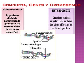 HOMOCIGÓTO
Organismo
diploide
caracterizado
por tener los
mismos alelos
de un locus
específico
HOMOCIGÓTO
Organismo
diploide
caracterizado
por tener los
mismos alelos
de un locus
específico
HETEROGIGÓTO
Organismo diploide
caracterizado por tener
dos alelos diferentes de
un locus específico
HETEROGIGÓTO
Organismo diploide
caracterizado por tener
dos alelos diferentes de
un locus específico
 