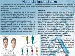 Herencia ligada al sexo
El daltonismo, un tipo de distrofia muscular y la hemofilia son enfermedades determinadas por genes en el
cromosoma X y, por tanto, se heredan ligadas al sexo. Ambas anomalías se producen por sendos genes recesivos
localizados en el cromosoma X.
Daltonismo
Esta enfermedad, determinada por un gen recesivo
del cromosoma X, es una anomalía que consiste en
la incapacidad de distinguir los colores rojo y verde.
Se suele llamar también ceguera para los colores, y
hay muchos tipos.
el gen responsable de la enfermedad es recesivo y su
presencia
origina
el
daltonismo
en
el
hombre, mientras que la mujer que lo posee es
portadora y no lo manifiesta. Para que una mujer sea
daltónica es necesario que tenga genes del
daltonismo
en
los
dos
cromosomas
X
(homocigota) , lo cual es bastante poco frecuente.

Hemofilia
La hemofilia A es un trastorno en el cual la sangre no
coagula adecuadamente debido a una insuficiencia del
factor de coagulación llamado Factor VIII. El resultado
es un sangrado abundante anormal que no se detiene.
A las personas con hemofilia A les aparecen moretones
con facilidad y pueden tener hemorragias internas
dentro de las articulaciones y los músculos.
Las mujeres portadoras del gen pueden mostrar signos
leves de la insuficiencia del Factor VIII como los
moretones que aparecen con facilidad o las
hemorragias que tardan más de lo normal en detenerse
luego de una cortadura. Sin embargo, no todas las
mujeres portadoras presentan estos síntomas.
Herencia ligada al cromosoma Y o herencia
holándrica
Todos los genes que se encuentran en el
segmento diferencial o no homólogo del
cromosoma Y son heredados únicamente por los
hijos varones y se manifestarán en todos los
hombres que los lleven y sólo en los hombres,
independientemente de que sean dominantes o
recesivos.
La transmisión de los genes situados en el
segmento no homólogo del cromosoma Y es
la herencia holándrica.

 