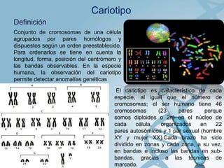Cariotipo
Definición
Conjunto de cromosomas de una célula
agrupados por pares homólogos y
dispuestos según un orden preestablecido.
Para ordenarlos se tiene en cuenta la
longitud, forma, posición del centrómero y
las bandas observables. En la especie
humana, la observación del cariotipo
permite detectar anomalías genéticas
El cariotipo es característico de cada
especie, al igual que el número de
cromosomas; el ser humano tiene 46
cromosomas
(23
pares
porque
somos diploides o 2n) en el núcleo de
cada
célula,
organizados
en
22
pares autosómicos y 1 par sexual (hombre
XY y mujer XX).Cada brazo ha sido
dividido en zonas y cada zona, a su vez,
en bandas e incluso las bandas en subbandas, gracias a las técnicas de
marcado.

 