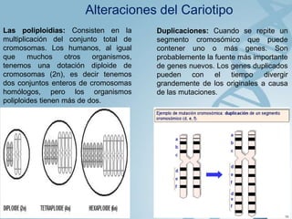 Alteraciones del Cariotipo
Las poliploidias: Consisten en la
multiplicación del conjunto total de
cromosomas. Los humanos, al igual
que
muchos
otros
organismos,
tenemos una dotación diploide de
cromosomas (2n), es decir tenemos
dos conjuntos enteros de cromosomas
homólogos, pero los organismos
poliploides tienen más de dos.

Duplicaciones: Cuando se repite un
segmento cromosómico que puede
contener uno o más genes. Son
probablemente la fuente más importante
de genes nuevos. Los genes duplicados
pueden con el tiempo divergir
grandemente de los originales a causa
de las mutaciones.

 