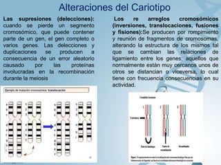Alteraciones del Cariotipo
Las supresiones (delecciones):
cuando se pierde un segmento
cromosómico, que puede contener
parte de un gen, el gen completo o
varios genes. Las delecciones y
duplicaciones
se
producen
a
consecuencia de un error aleatorio
causado
por
las
proteínas
involucradas en la recombinación
durante la meiosis

Los
re
arreglos
cromosómicos
(inversiones, translocaciones, fusiones
y fisiones):Se producen por rompimiento
y reunión de fragmentos de cromosomas,
alterando la estructura de los mismos tal
que se cambian las relaciones de
ligamiento entre los genes; aquellos que
normalmente están muy cercanos unos de
otros se distancian o viceversa, lo cual
tiene con frecuencia consecuencias en su
actividad.

 