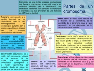 Cromátida: es una de las unidades longitudinales
que forma el cromosoma, y que está unida a su
cromátida hermana por el centrómero. Las
cromátidas hermanas son idénticas en morfología
e información ya que provienen de una molécula
de ADN que se duplicó.
Telómero: corresponde a la
porción terminal de los
cromosomas, que si bien
morfológicamente
no
se distingue, cumpliría con la
función específica de impedir
que
los
extremos
cromosómicos se fusionen.

Brazo corto: el brazo corto resulta de
la división, por el centrómero, de la
cromátida. Se lo denomina brazo q y por
convención, en los diagramas, se lo
coloca en la parte superior.

Centrómero: es la región estrecha de un
cromosoma, que divide a cada cromátida en
dos brazos (corto y largo). El centrómero,
junto
a
una
estructura
proteica
denominada cinetocoro, es el responsable
de llevar a cabo y controlar los movimientos
cromosómicos durante las fases de la
mitosis y la meiosis.

Cinetocoro:
Sobre
esta
estructura
se
anclan
los
microtúbulos(MTs)
del huso mitótico durante los
procesos
de
división
celular (meiosis y mitosis).
Constricción secundaria: es la
región del cromosoma, ubicada
en
los
extremos
de
los
brazos,
que
en
algunos
cromosomas
corresponde
a
la región organizadora del
nucleolo, donde se sitúan los
genes que se transcriben como

Partes de un
cromosoma.

Satélite: es el segmento
esférico
del
cromosoma,
separado del resto por la
constricción secundaria.

Brazo largo: el brazo largo también resulta
de la división, por el centrómero, de la
cromátida. Se lo denomina brazo p y por
convención, en los diagramas, se lo coloca
en la parte inferior.

 