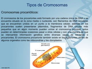 Tipos de Cromosomas
Cromosomas procarióticos:
El cromosoma de los procariontes está formado por una cadena única de DNA y se
encuentra situado en la zona media o nucleoide, son filamentos de DNA circulares
que se encuentran unidos en un punto a la membrana celular, además en los
procariontes suelen presentarse plásmidos, fragmentos de DNA circular más
pequeños que en algún momento pueden unirse al cromosoma principal, estos
pueden en determinadas ocasiones pasar a otras células y son una manera de que
se intercambie información genética entre diversas cepas de bacterias o
procariontes. El cromosoma procarionte también existe en los eucariontes dentro de
algunos organelos como las mitocondrias y los cloroplastos

 