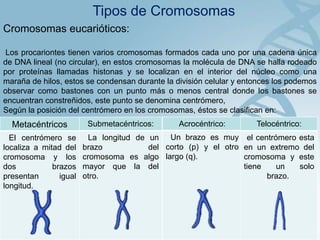Tipos de Cromosomas
Cromosomas eucarióticos:
Los procariontes tienen varios cromosomas formados cada uno por una cadena única
de DNA lineal (no circular), en estos cromosomas la molécula de DNA se halla rodeado
por proteínas llamadas histonas y se localizan en el interior del núcleo como una
maraña de hilos, estos se condensan durante la división celular y entonces los podemos
observar como bastones con un punto más o menos central donde los bastones se
encuentran constreñidos, este punto se denomina centrómero,
Según la posición del centrómero en los cromosomas, éstos se clasifican en:

Metacéntricos
El centrómero se
localiza a mitad del
cromosoma y los
dos
brazos
presentan
igual
longitud.

Submetacéntricos:

Acrocéntrico:

Telocéntrico:

La longitud de un Un brazo es muy el centrómero esta
brazo
del corto (p) y el otro en un extremo del
cromosoma es algo largo (q).
cromosoma y este
mayor que la del
tiene
un
solo
otro.
brazo.

 