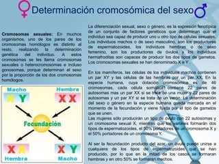 Determinación cromosómica del sexo
Cromosomas sexuales: En muchos
organismos, uno de los pares de los
cromosomas homólogos es distinto al
resto,
realizando
la
determinación
genética
del
individuo.
A
estos
cromosomas se les llama cromosomas
sexuales o heterocromosomas e incluso
gonosomas, porque determinan el sexo
por la proporción de los dos cromosomas
homólogos.

La diferenciación sexual, sexo o género, es la expresión fenotípica
de un conjunto de factores genéticos que determinan que el
individuo sea capaz de producir uno u otro tipo de células sexuales.
Los individuos machos o de sexo masculino, son los productores
de espermatozoides, los individuos hembras o de sexo
femenino, son los productores de óvulos y los individuos
hermafroditas son capaces de producir los dos tipos de gametos.
Los cromosomas sexuales se han denominado X e Y .
En los mamíferos, las células de los individuos machos contienen
un par XY y las células de las hembras por un par XX. En la
especie humana, cuya dotación cromosómica es de 46
cromosomas, cada célula somática contiene 22 pares de
autosomas mas un par XX si se trata de una mujer y 22 pares de
autosomas y un par XY si se trata de un varón. La determinación
del sexo o género en la especie humana queda marcada en el
momento de la fecundación y viene fijada por el tipo de gametos
que se unen.
Las mujeres sólo producirán un tipo de óvulo con 22 autosomas y
un cromosoma sexual X, mientras que los varones formarán dos
tipos de espermatozoides, el 50% portadores de un cromosoma X y
el 50% portadores de un cromosoma Y.
Al ser la fecundación producto del azar, un óvulo puede unirse a
cualquiera de los tipos de espermatozoides que se han
producido, por lo que en la mitad de los casos se formaran
hembras y en otro 50% se formaran machos.

 