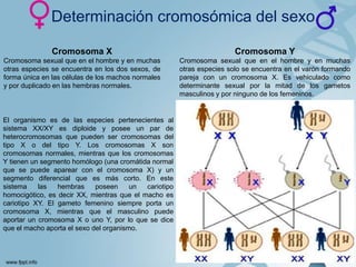 Determinación cromosómica del sexo
Cromosoma X

Cromosoma Y

Cromosoma sexual que en el hombre y en muchas
otras especies se encuentra en los dos sexos, de
forma única en las células de los machos normales
y por duplicado en las hembras normales.

Cromosoma sexual que en el hombre y en muchas
otras especies solo se encuentra en el varón formando
pareja con un cromosoma X. Es vehiculado como
determinante sexual por la mitad de los gametos
masculinos y por ninguno de los femeninos.

El organismo es de las especies pertenecientes al
sistema XX/XY es diploide y posee un par de
heterocromosomas que pueden ser cromosomas del
tipo X o del tipo Y. Los cromosomas X son
cromosomas normales, mientras que los cromosomas
Y tienen un segmento homólogo (una cromátida normal
que se puede aparear con el cromosoma X) y un
segmento diferencial que es más corto. En este
sistema
las
hembras
poseen
un
cariotipo
homocigótico, es decir XX, mientras que el macho es
cariotipo XY. El gameto femenino siempre porta un
cromosoma X, mientras que el masculino puede
aportar un cromosoma X o uno Y, por lo que se dice
que el macho aporta el sexo del organismo.

 