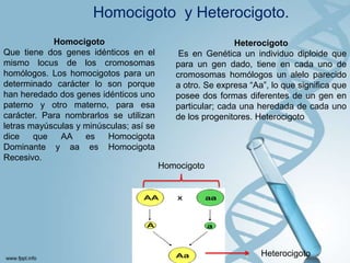 Homocigoto y Heterocigoto.
Homocigoto
Que tiene dos genes idénticos en el
mismo locus de los cromosomas
homólogos. Los homocigotos para un
determinado carácter lo son porque
han heredado dos genes idénticos uno
paterno y otro materno, para esa
carácter. Para nombrarlos se utilizan
letras mayúsculas y minúsculas; así se
dice
que
AA es
Homocigota
Dominante y aa es Homocigota
Recesivo.

Heterocigoto
Es en Genética un individuo diploide que
para un gen dado, tiene en cada uno de
cromosomas homólogos un alelo parecido
a otro. Se expresa “Aa”, lo que significa que
posee dos formas diferentes de un gen en
particular; cada una heredada de cada uno
de los progenitores. Heterocigoto

Homocigoto

Heterocigoto

 