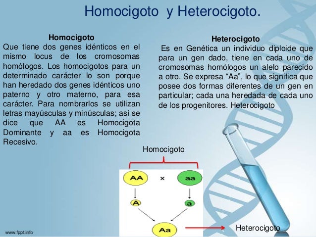 y conducta cromosomas
