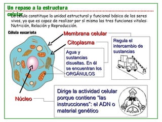 Agua yAgua y
sustanciassustancias
disueltas. En éldisueltas. En él
se encuentran losse encuentran los
ORGÁNULOSORGÁNULOS
Membrana celularMembrana celular
CitoplasmaCitoplasma
NúcleoNúcleo
Dirige la actividad celularDirige la actividad celular
porque contiene “lasporque contiene “las
instrucciones”: el ADN oinstrucciones”: el ADN o
material genéticomaterial genético
Regula elRegula el
intercambio deintercambio de
sustanciassustancias
Un repaso a la estructura
celularLa célula constituye la unidad estructural y funcional básica de los seres
vivos, ya que es capaz de realizar por sí misma las tres funciones vitales:
Nutrición, Relación y Reproducción.
Célula eucariota
 