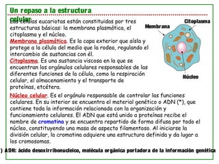 Un repaso a la estructura
celularLas células eucariotas están constituidas por tres
estructuras básicas: la membrana plasmática, el
citoplasma y el núcleo.
Membrana plasmática. Es la capa exterior que aísla y
protege a la célula del medio que la rodea, regulando el
intercambio de sustancias con él.
Citoplasma. Es una sustancia viscosa en la que se
encuentran los orgánulos celulares responsables de las
diferentes funciones de la célula, como la respiración
celular, el almacenamiento y el transporte de
proteínas, etcétera.
Núcleo celular. Es el orgánulo responsable de controlar las funciones
celulares. En su interior se encuentra el material genético o ADN (*), que
contiene toda la información relacionada con la organización y
funcionamiento celulares. El ADN que está unido a proteínas recibe el
nombre de cromatina y se encuentra repartido de forma difusa por todo el
núcleo, constituyendo una masa de aspecto filamentoso. Al iniciarse la
división celular, la cromatina adquiere una estructura definida y da lugar a
los cromosomas.
Membrana
Citoplasma
Núcleo
*) ADN: ácido desoxirribonucleico, molécula orgánica portadora de la información genética
 
