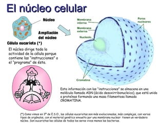 El núcleo celularEl núcleo celular
Núcleo
Ampliación
del núcleo
El núcleo dirige toda la
actividad de la célula porque
contiene las “instrucciones” o
el “programa” de ésta.
Esta información con las “instrucciones” se almacena en una
molécula llamada ADN (ácido desoxirribonucleico), que está unida
a proteínas formando una masa filamentosa llamada
CROMATINA.
Célula eucariota (*)
(*) Como vimos en 3º de E.S.O., las células eucariotas son más evolucionadas, más complejas, con varios
tipos de orgánulos, con el material genético envuelto por una membrana nuclear: tienen un verdadero
núcleo. Son eucariotas las células de todos los seres vivos menos las bacterias.
 