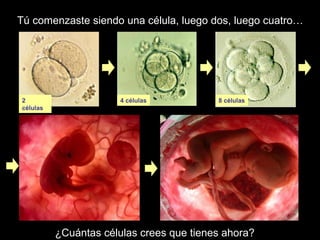 Tú comenzaste siendo una célula, luego dos, luego cuatro…
¿Cuántas células crees que tienes ahora?
2
células
4 células 8 células
 