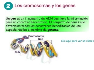 2 Los cromosomas y los genes
Un gen es un fragmento de ADN que lleva la información
para un carácter hereditario. El conjunto de genes que
determina todos los caracteres hereditarios de una
especie recibe el nombre de genoma.
Clic aquí para ver un vídeo s
 