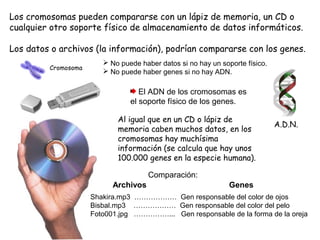 Los cromosomas pueden compararse con un lápiz de memoria, un CD o
cualquier otro soporte físico de almacenamiento de datos informáticos.
Los datos o archivos (la información), podrían compararse con los genes.
Al igual que en un CD o lápiz de
memoria caben muchos datos, en los
cromosomas hay muchísima
información (se calcula que hay unos
100.000 genes en la especie humana).
 No puede haber datos si no hay un soporte físico.
 No puede haber genes si no hay ADN.
El ADN de los cromosomas es
el soporte físico de los genes.
Shakira.mp3 ……………… Gen responsable del color de ojos
Bisbal.mp3 ……………… Gen responsable del color del pelo
Foto001.jpg ……………... Gen responsable de la forma de la oreja
Cromosoma
A.D.N.
Archivos Genes
Comparación:
 
