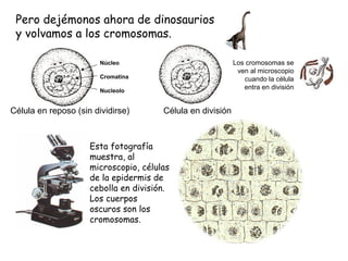 Pero dejémonos ahora de dinosaurios
y volvamos a los cromosomas.
Célula en reposo (sin dividirse) Célula en división
Los cromosomas se
ven al microscopio
cuando la célula
entra en división
Núcleo
Cromatina
Nucleolo
Esta fotografía
muestra, al
microscopio, células
de la epidermis de
cebolla en división.
Los cuerpos
oscuros son los
cromosomas.
 