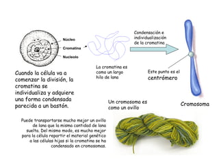 Cuando la célula va a
comenzar la división, la
cromatina se
individualiza y adquiere
una forma condensada
parecida a un bastón.
Núcleo
Cromatina
Nucleolo
La cromatina es
como un largo
hilo de lana
Cromosoma
Condensación e
individualización
de la cromatina
Un cromosoma es
como un ovillo
Este punto es el
centrómero
Puede transportarse mucho mejor un ovillo
de lana que la misma cantidad de lana
suelta. Del mismo modo, es mucho mejor
para la célula repartir el material genético
a las células hijas si la cromatina se ha
condensado en cromosomas.
 