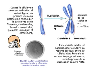 Duplicación Cada una
de las
copias es
una
cromátida
Cromátida 1 Cromátida 2
centróme
ro
Cuando la célula va a
comenzar la división, el
material genético
produce una copia
exacta de sí mismo, por
lo que en vez de un
filamento, contiene dos,
llamados cromátidas,
que están unidos por el
centrómero.
En la división celular, el
material genético (ADN) se
reparte por igual entre las
células hijas. Para ello es
necesario que, previamente,
se halla producido la
duplicación de este ADN.División celular. Las células hijas
necesitan heredar la información
genética de la célula madre.
Animación
realizada con
fotos reales
 