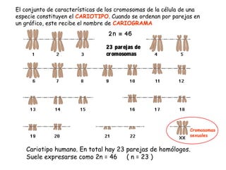23 parejas de
cromosomas
El conjunto de características de los cromosomas de la célula de una
especie constituyen el CARIOTIPO. Cuando se ordenan por parejas en
un gráfico, este recibe el nombre de CARIOGRAMA
Cariotipo humano. En total hay 23 parejas de homólogos.
Suele expresarse como 2n = 46 ( n = 23 )
Cromosomas
sexuales
 