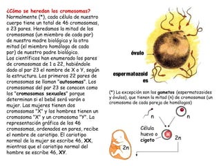 ¿Cómo se heredan los cromosomas?
Normalmente (*), cada célula de nuestro
cuerpo tiene un total de 46 cromosomas,
o 23 pares. Heredamos la mitad de los
cromosomas (un miembro de cada par)
de nuestra madre biológica y la otra
mitad (el miembro homólogo de cada
par) de nuestro padre biológico.
Los científicos han enumerado los pares
de cromosomas de 1 a 22, habiéndole
dado al par 23 el nombre de X o Y, según
la estructura. Los primeros 22 pares de
cromosomas se llaman "autosomas". Los
cromosomas del par 23 se conocen como
los "cromosomas sexuales" porque
determinan si el bebé será varón o
mujer. Las mujeres tienen dos
cromosomas "X" y los hombres tienen un
cromosoma "X" y un cromosoma "Y". La
representación gráfica de los 46
cromosomas, ordenados en pares, recibe
el nombre de cariotipo. El cariotipo
normal de la mujer se escribe 46, XX,
mientras que el cariotipo normal del
hombre se escribe 46, XY.
(*) La excepción son los gametos (espermatozoides
y óvulos), que tienen la mitad (n) de cromosomas (un
cromosoma de cada pareja de homólogos)
óvulo
espermatozoid
es
n n
2n
Célula
huevo o
cigoto
2n
 