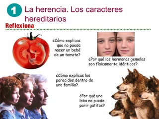 1 La herencia. Los caracteres
hereditarios
¿Cómo explicas
que no pueda
nacer un bebé
de un tomate?
¿Por qué los hermanos gemelos
son físicamente idénticos?
¿Por qué una
loba no puede
parir gatitos?
¿Cómo explicas los
parecidos dentro de
una familia?
Reflexiona
 