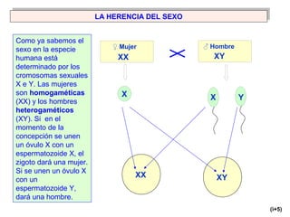 LA HERENCIA DEL SEXOLA HERENCIA DEL SEXO
Como ya sabemos el
sexo en la especie
humana está
determinado por los
cromosomas sexuales
X e Y. Las mujeres
son homogaméticas
(XX) y los hombres
heterogaméticos
(XY). Si en el
momento de la
concepción se unen
un óvulo X con un
espermatozoide X, el
zigoto dará una mujer.
Si se unen un óvulo X
con un
espermatozoide Y,
dará una hombre.
♂ Hombre♀ Mujer
XX XY
X X Y
XX XY
(i+5)
 
