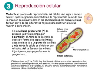 3 Reproducción celular
En las células procariotas (*) se
produce la división simple por
bipartición: el ADN de la bacteria se
duplica y forma dos copias idénticas.
Cada copia se va a un punto de la célula
y más tarde la célula se divide en dos
mitades. Así se forman dos células
hijas iguales, más pequeñas que la
progenitora.
Mediante el proceso de reproducción, las células dan lugar a nuevas
células. En los organismos unicelulares, la reproducción coincide con
la creación de un nuevo ser; en los pluricelulares, las nuevas células
forman parte de los diferentes tejidos para sustituir a las que
mueren o para crecer.
(*) Como vimos en 3º de E.S.O., hay dos tipos de células: procariotas y eucariotas. Las
procariotas son más primitivas, más sencillas, con muy pocos orgánulos, con el material
genético disperso en el citoplasma, no envuelto por una membrana nuclear: no tienen un
verdadero núcleo. Son las bacterias.
Células hijas
formándose
Material genético
División bacteriana.
 