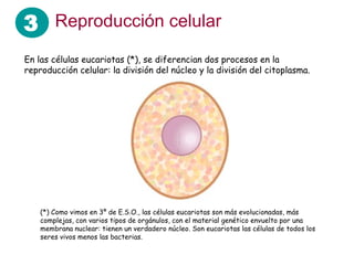 3 Reproducción celular
En las células eucariotas (*), se diferencian dos procesos en la
reproducción celular: la división del núcleo y la división del citoplasma.
(*) Como vimos en 3º de E.S.O., las células eucariotas son más evolucionadas, más
complejas, con varios tipos de orgánulos, con el material genético envuelto por una
membrana nuclear: tienen un verdadero núcleo. Son eucariotas las células de todos los
seres vivos menos las bacterias.
 